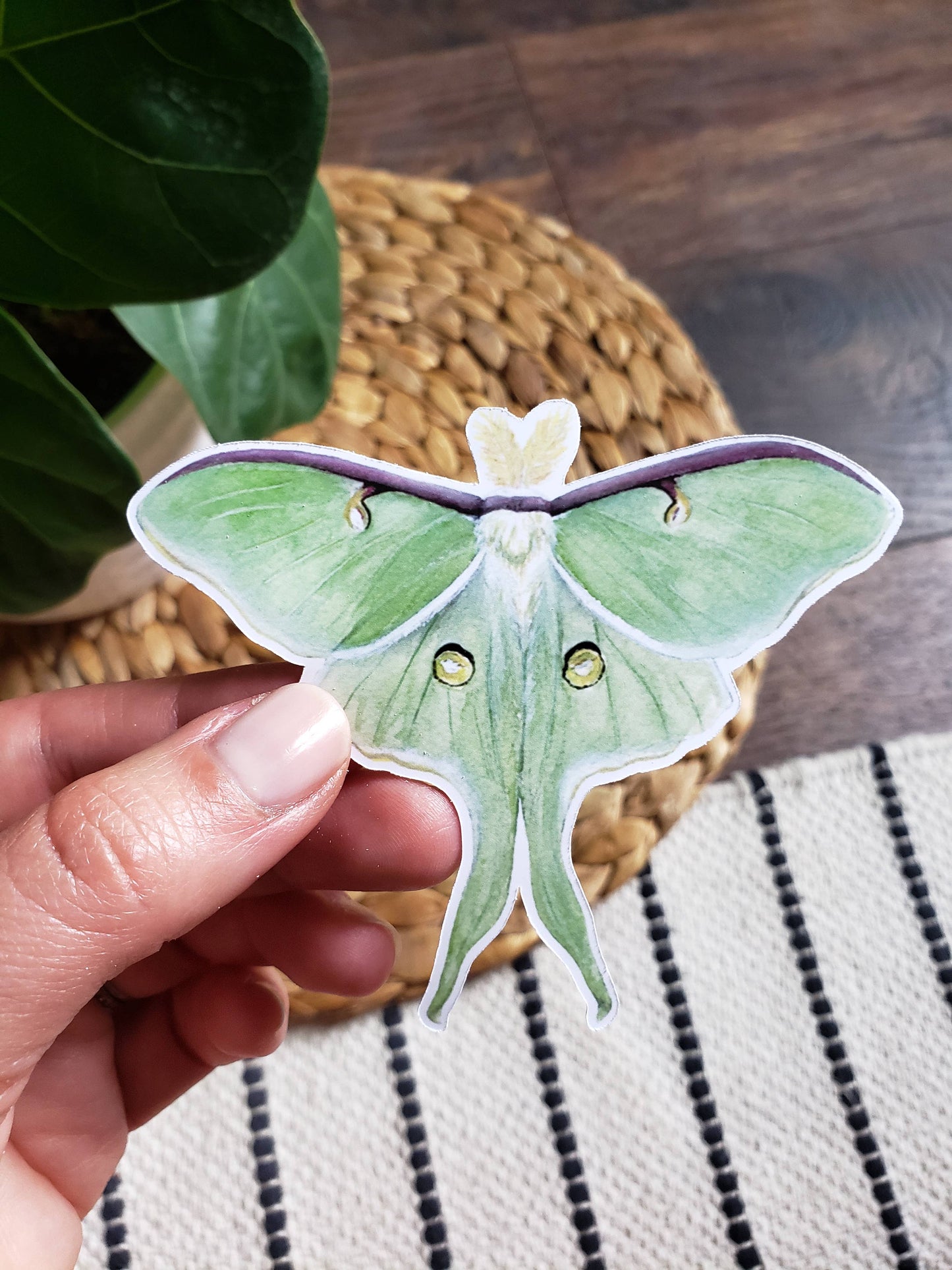 Luna Moth Sticker