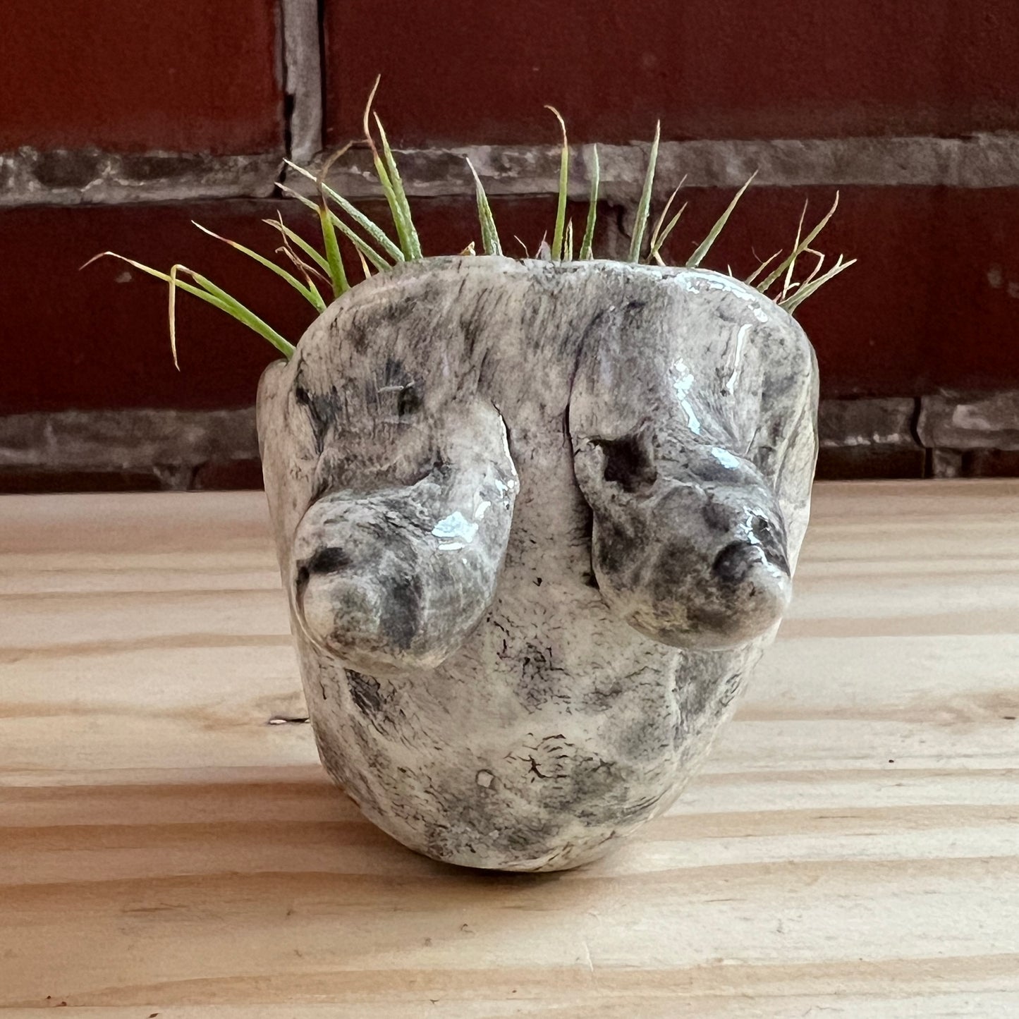 Boobie Bowl with Air Plant