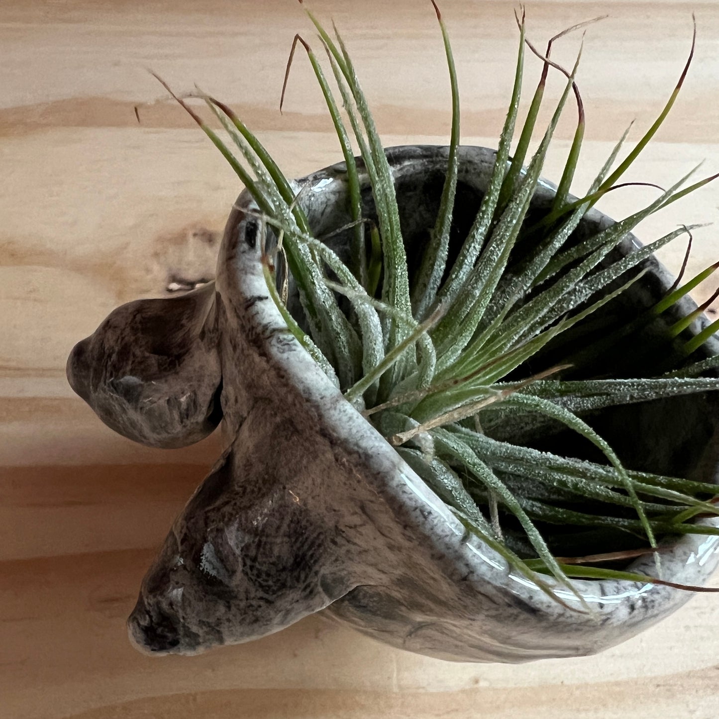 Boobie Bowl with Air Plant