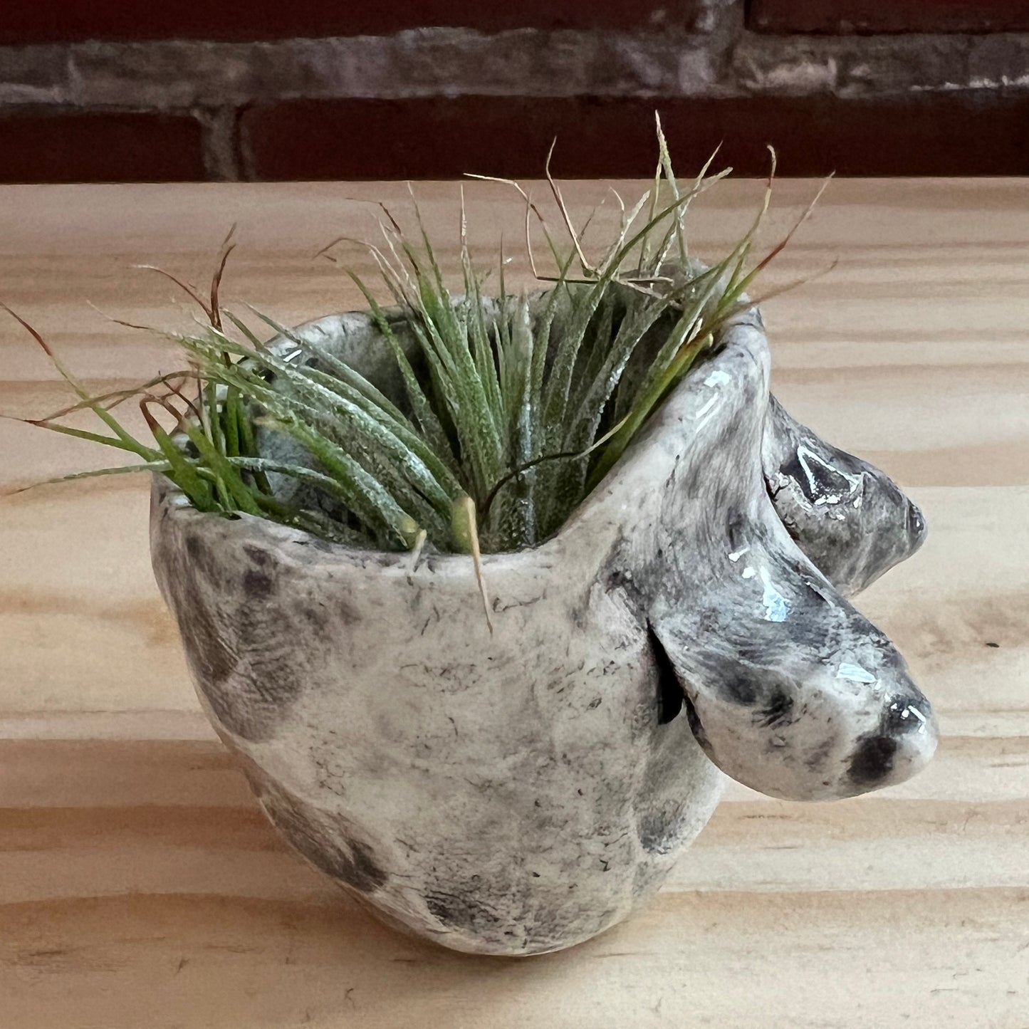 Boobie Bowl with Air Plant