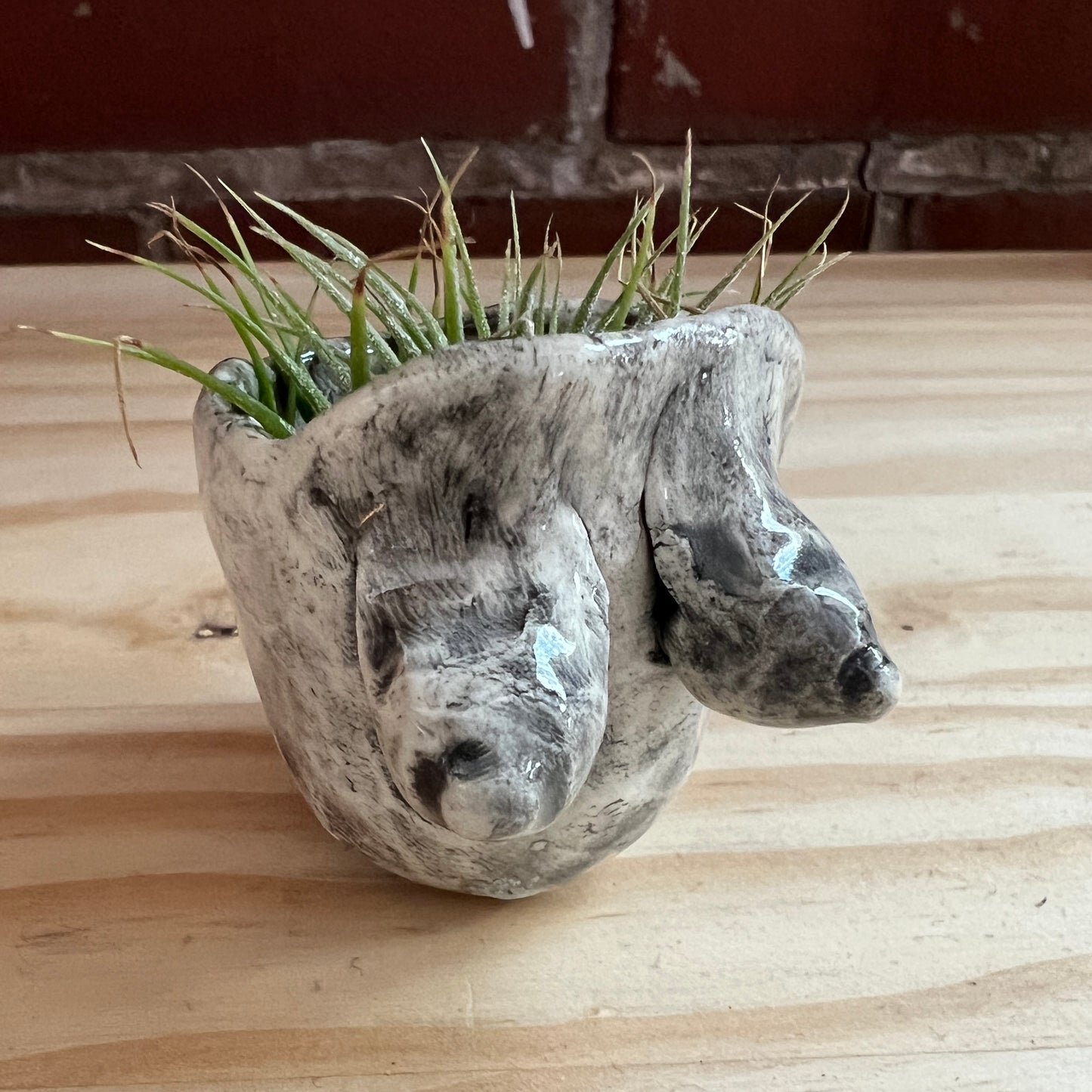 Boobie Bowl with Air Plant